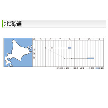 タキイ種苗　ハクサイ・オレンジクイン　ペレット種子100粒　球内色がオレンジ、生食もできる白菜