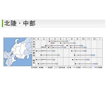 タキイ種苗　ハクサイ・オレンジクイン　ペレット種子100粒　球内色がオレンジ、生食もできる白菜