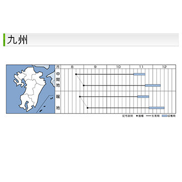 タキイ種苗　ハクサイ・黄ごころ75  DF 1ml 生理障害の発生が少ない中早生種　白菜