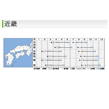 タキイ種苗　ハクサイ・きらぼし65SP DF 0.8ml 白菜　根コブ病に強い晩抽早生種、春まきもOK