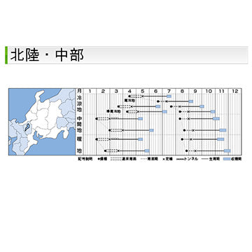 タキイ種苗　ハクサイ・きらぼし65SP DF 0.8ml 白菜　根コブ病に強い晩抽早生種、春まきもOK