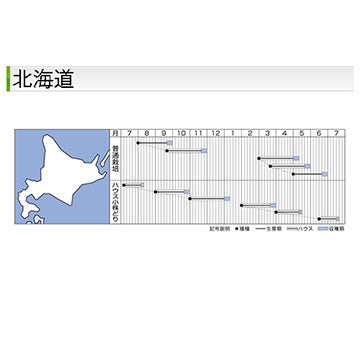 タキイ種苗　シュンギク・菊之助    　GF 22ml 肉厚でサラダもうまい・丸葉系大葉春菊