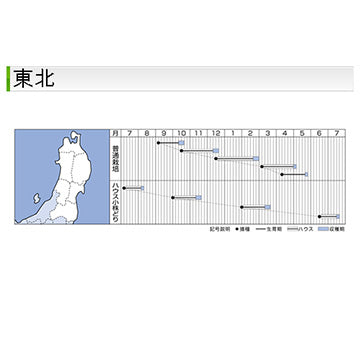 タキイ種苗　シュンギク・菊之助    　GF 22ml 肉厚でサラダもうまい・丸葉系大葉春菊