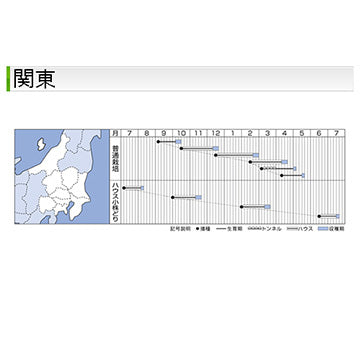 タキイ種苗　シュンギク・菊之助    　GF 22ml 肉厚でサラダもうまい・丸葉系大葉春菊