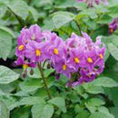 【売り切れ】種芋　春作用　レッドムーン　1kg　PVP