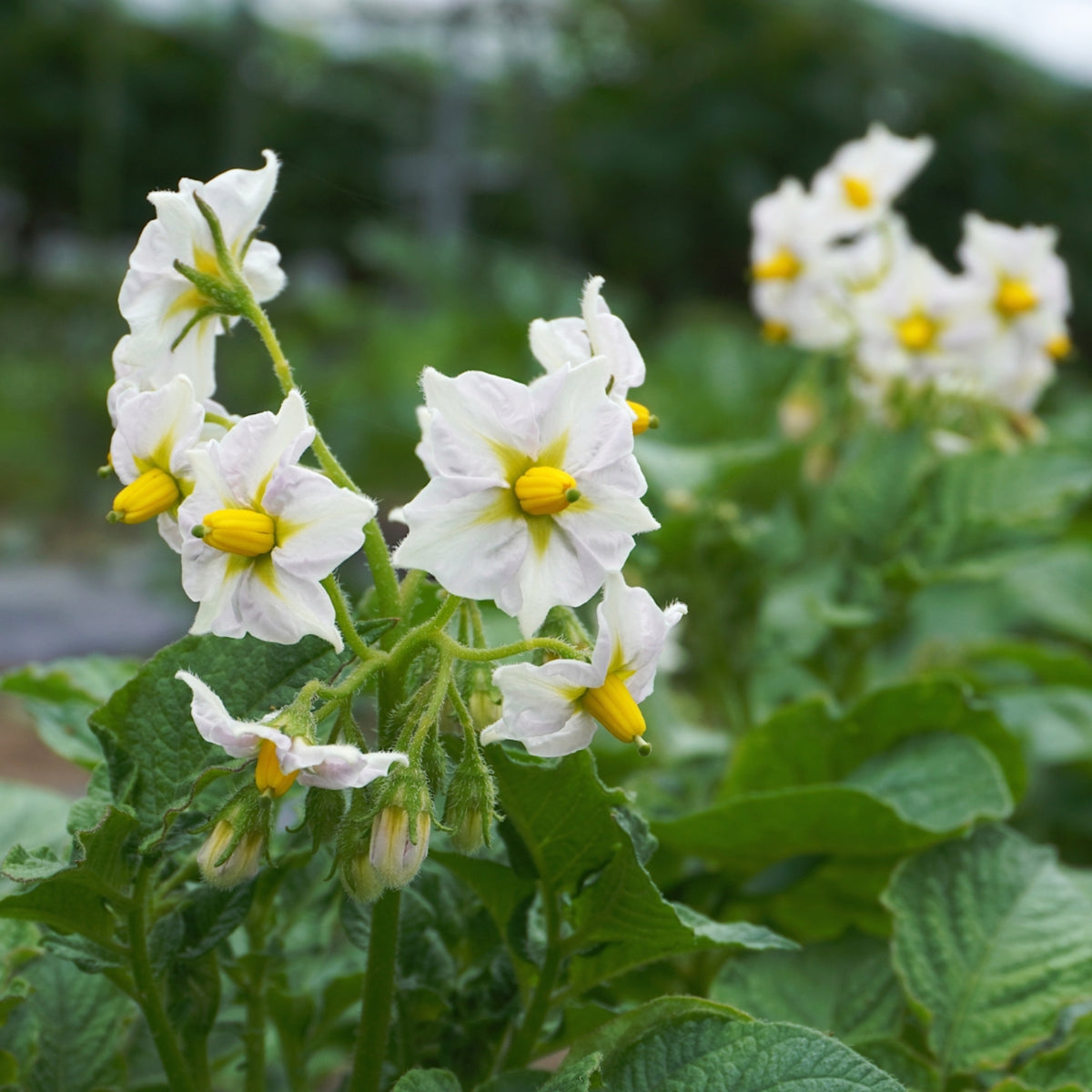 売り切れ】種芋 春作用 男爵薯(だんしゃくいも) 1kg