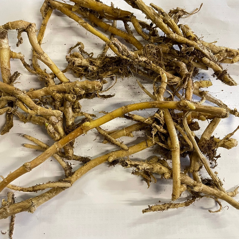 秋みょうが地下茎100cmサイズ約200本約3.4kg9000円 【公式通販】 秋みょうが地下茎100cmサイズ約200本約3.4kg9000円 【公式通販】