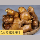 タネショウガ　　お多福大生姜　長崎県産　1kg
